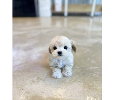 말티푸 분양합니다